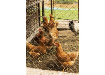 Como montar um galinheiro sustentável e econômico no seu sítio